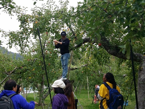 高いところのりんごも慎重に収穫します