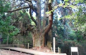 平川の大杉