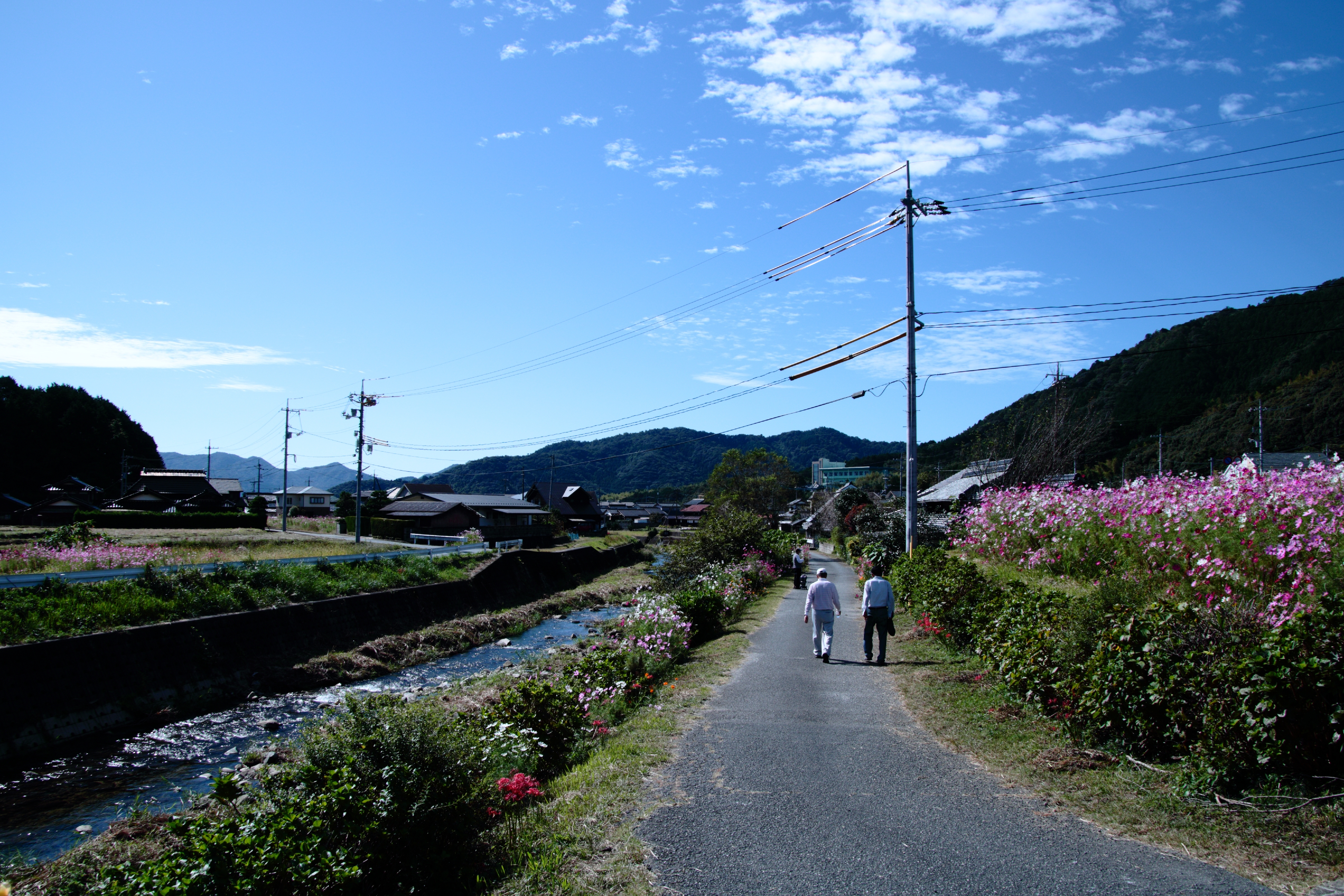 コスモス街道