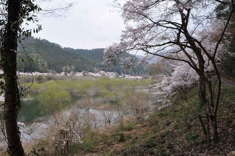 大原湖畔のサクラ