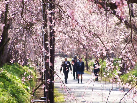 徳佐八幡宮のしだれ桜