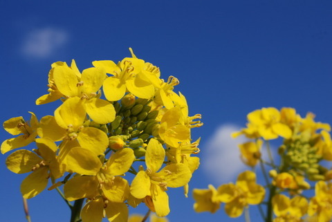 菜の花