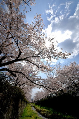 一の坂川の桜