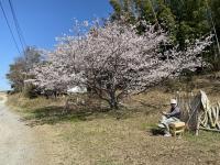 桜写真