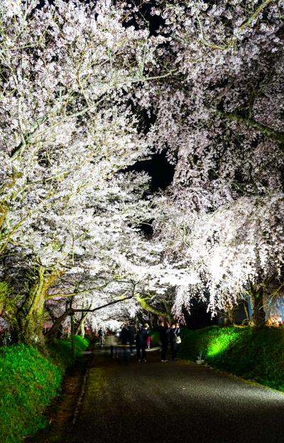 ライトアップされた桜並木