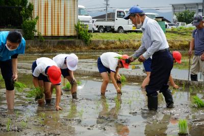 田植え