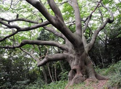 山陽小野田市「竜王山のハマセンダン」の写真