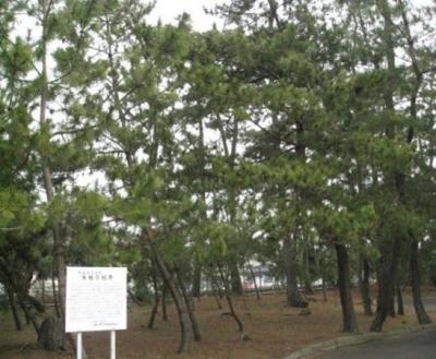 山陽小野田市「糸根の松原」の写真
