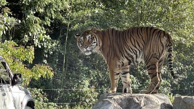美祢市「秋吉台自然動物園サファリランド」の写真
