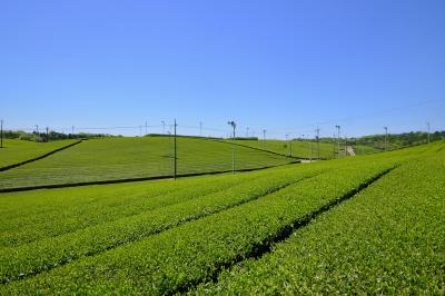 宇部市「小野の茶畑」の写真