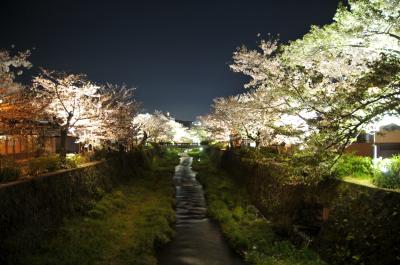 山口市「ライトアップされた一の坂川」の写真