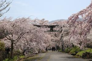 山口市「徳佐（サクラ）」の写真