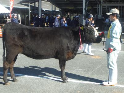 種牛の部　若牛３区　優等二席　山口農業高等学校の「あやめ」号