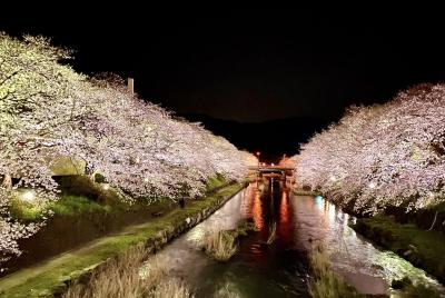 美祢市「みね桜公園」の写真