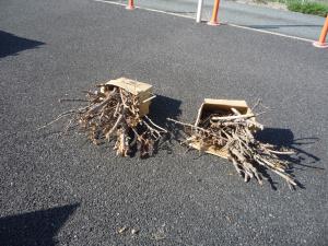 段ボールに入った剪定枝