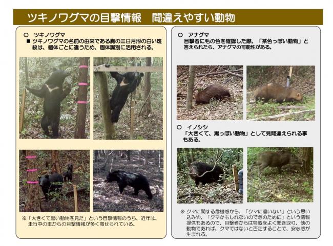 ツキノワグマの目撃情報の中で間違えやすい動物
