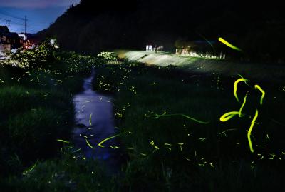 ホタルが乱舞する椹野川