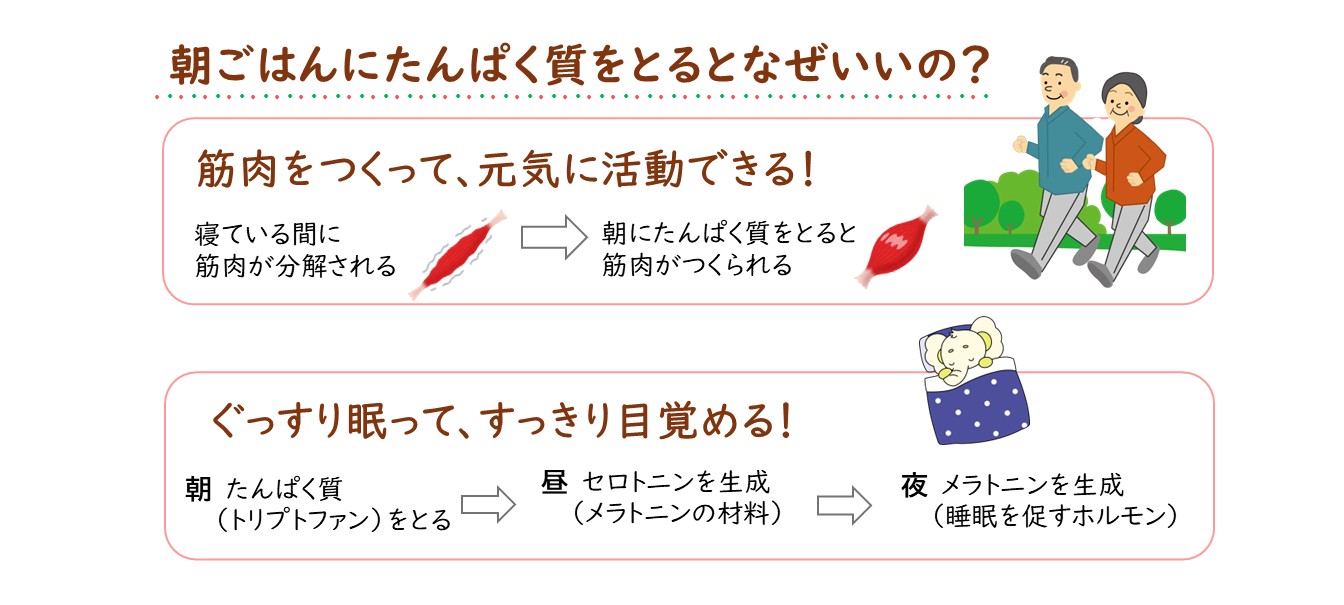 朝ごはんにたんぱく質をとるとなぜいいの？