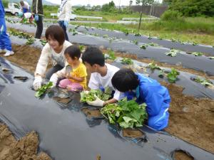 多世代交流によりサツマイモの植え付け、収穫