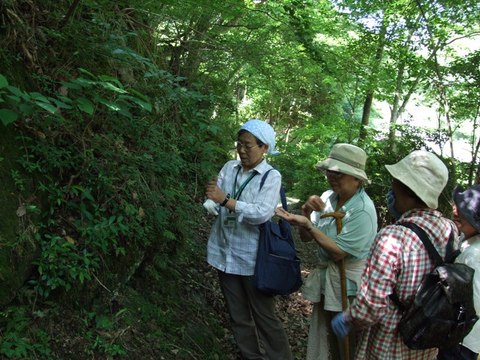 森の案内人とともに自然に親しみます