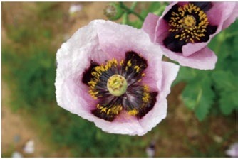 植えてはいけない けし の花を御存知ですか 山口市ウェブサイト