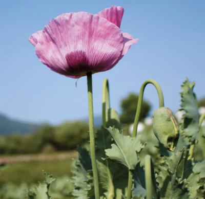 植えてはいけない けし の花を御存知ですか 山口市ウェブサイト