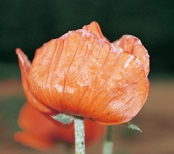 オニゲシの花の下