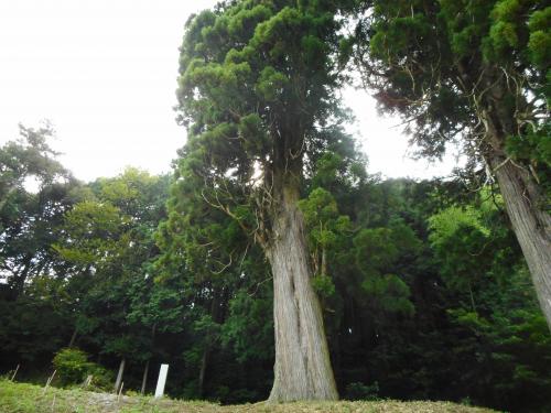 スギ　[舟山八幡宮御旅所]