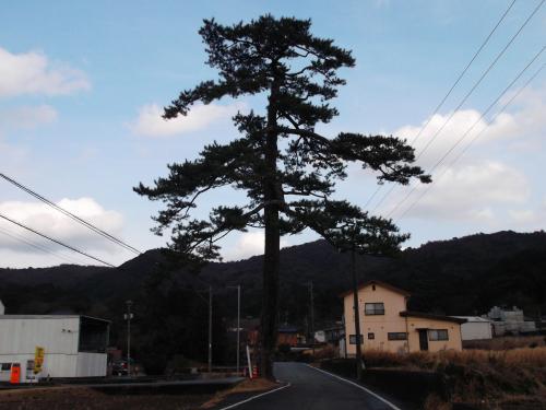 禅昌寺　参道松