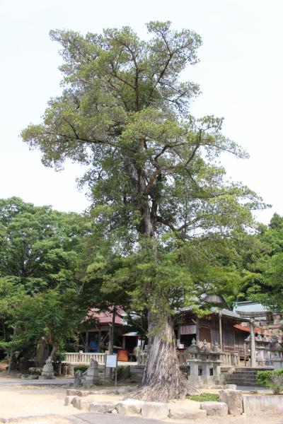 朝倉八幡宮のイヌマキ