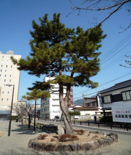 三条実美卿手植え松