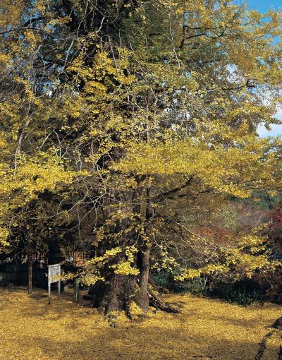 龍蔵寺のイチョウ