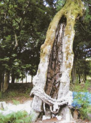 嘉川八幡宮 スダジイ