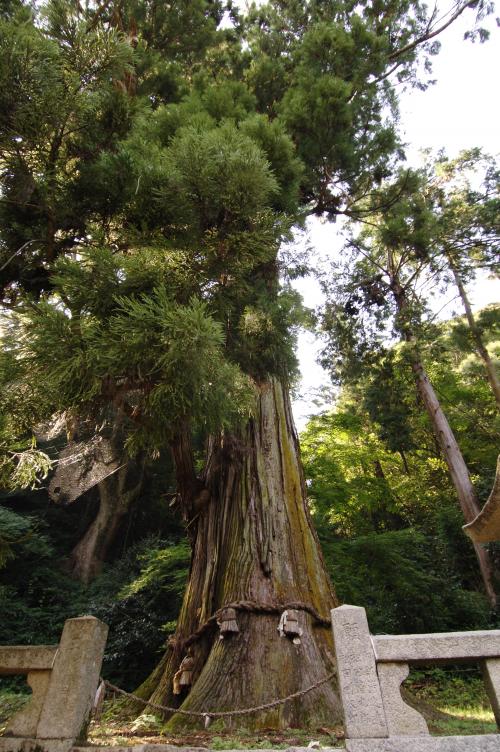 二の宮の大杉