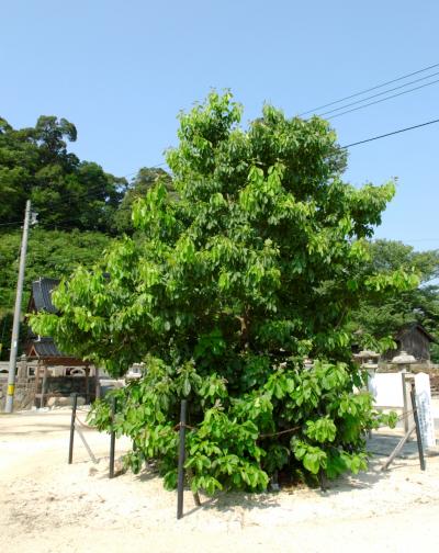 舟山八幡宮のチシャノキ