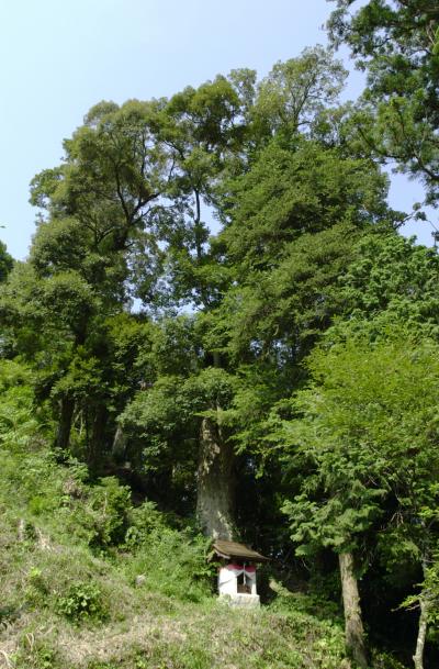 舟山八幡宮のイチイガシ