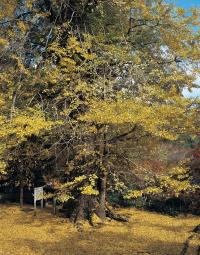 龍蔵寺のイチョウ