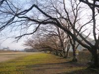 平川河川公園の桜並木