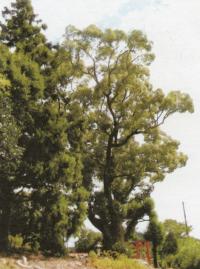 嘉川八幡宮 クスノキ