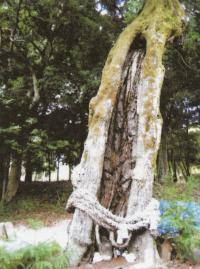 嘉川八幡宮 スダジイ