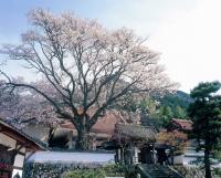 西宗寺の大ヤマザクラ