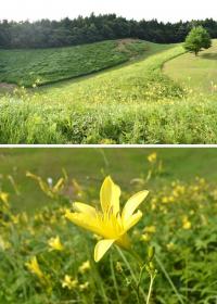 徳佐船平山のユウスゲ群生地